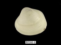 藏品(方形蹄蛤)的圖片